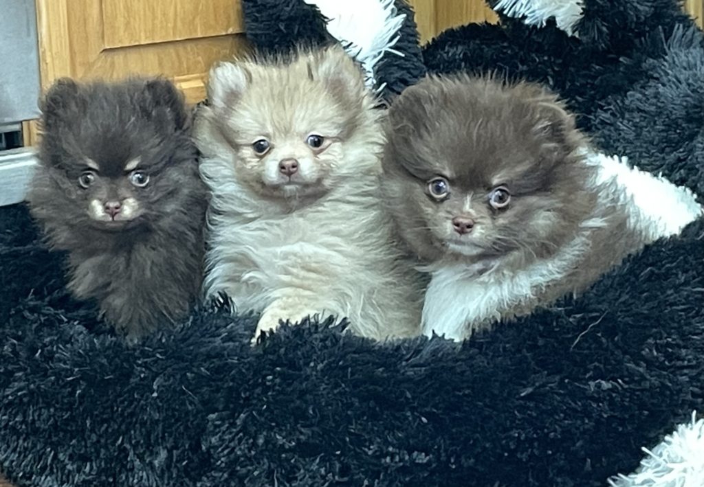 chocolate poms