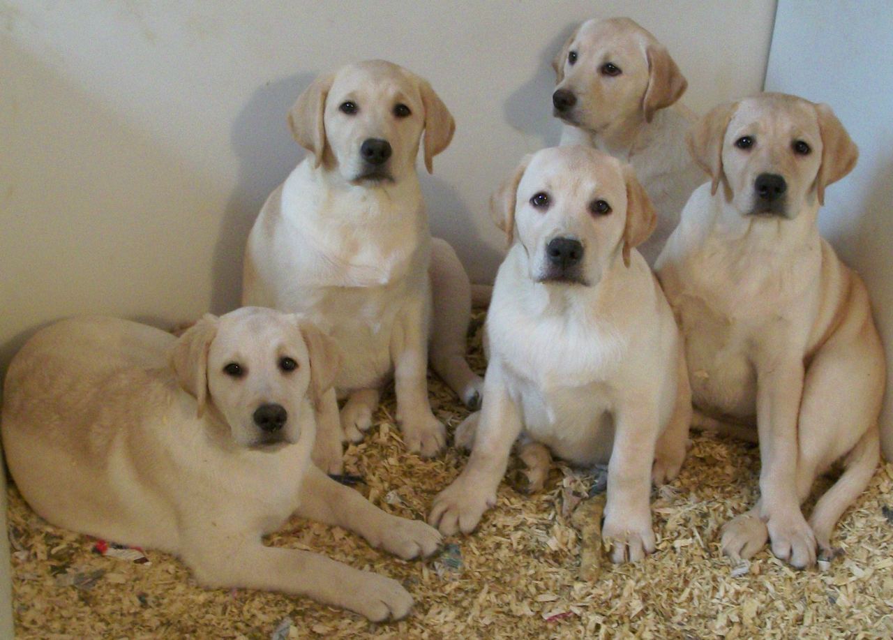 Labradors Available Now | Humehill