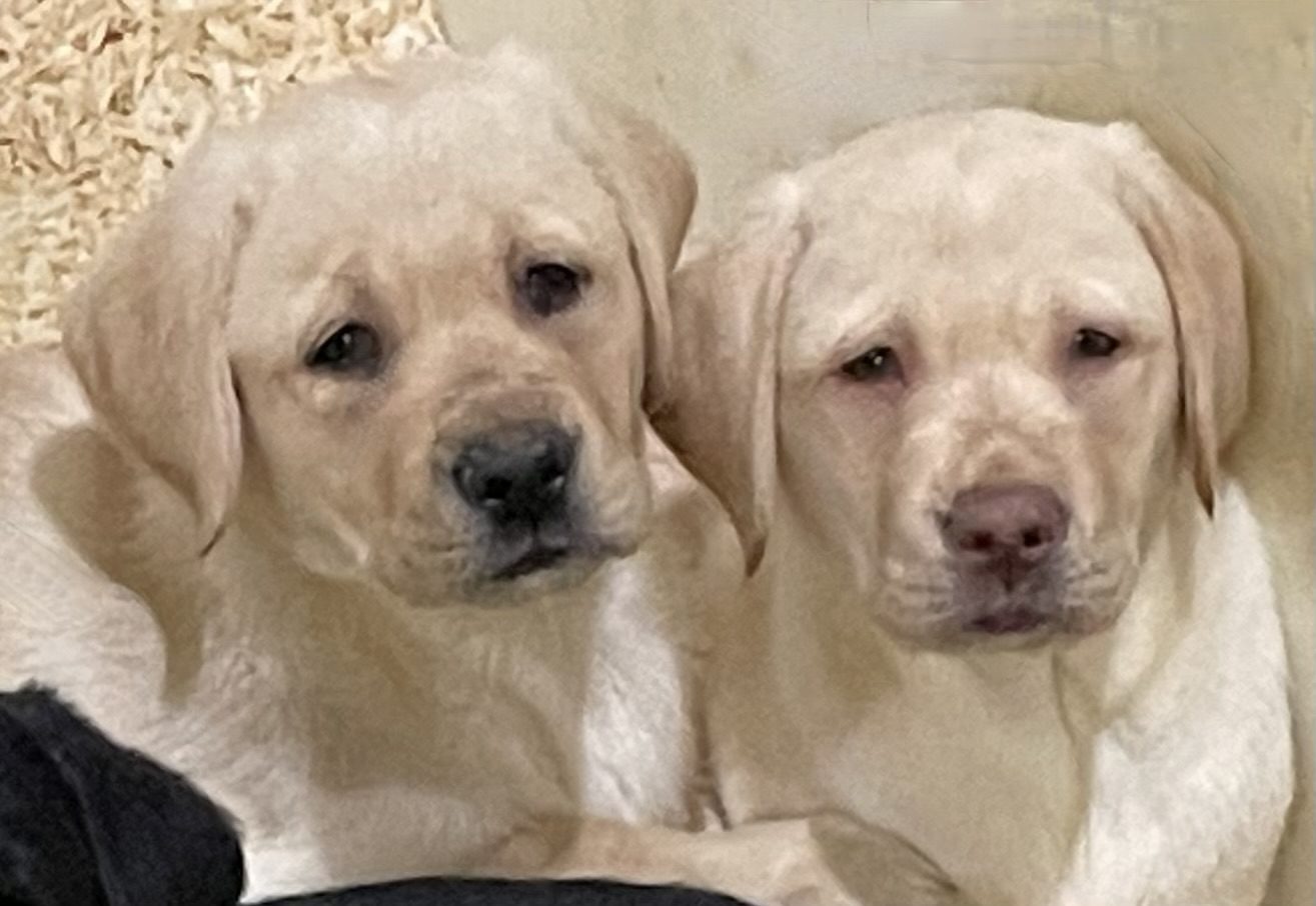 Labradors Available Now Humehill