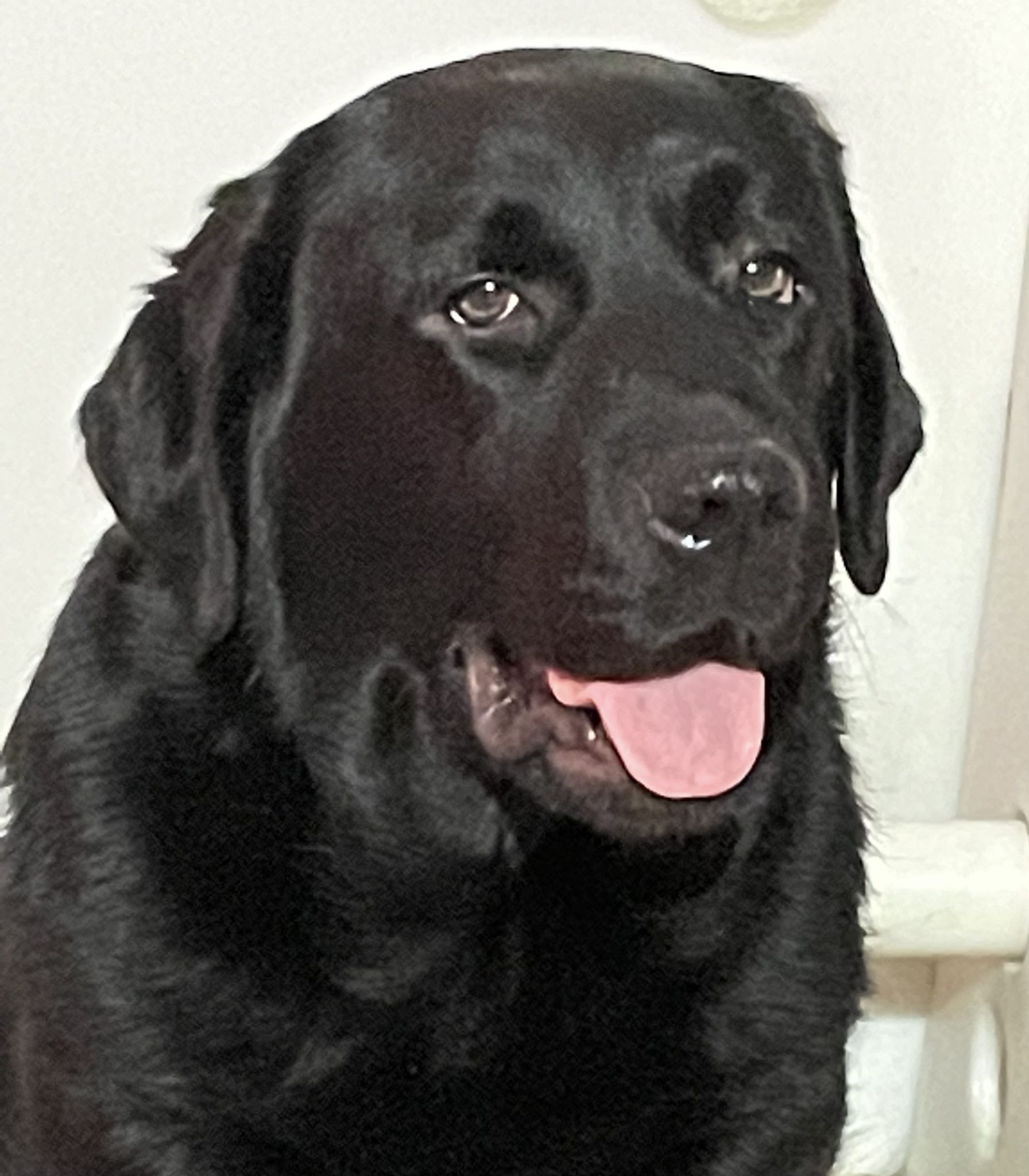 Adult Labradors Humehill